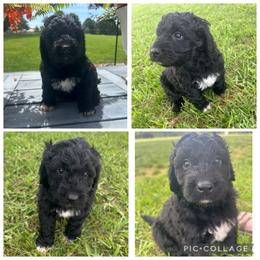 Black Abstract Boy - Black male Goldendoodle puppy in Lancaster, South Carolina from Silver Hill Farm SC