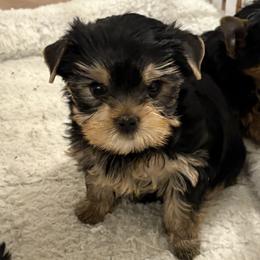 Madonna - Blue and gold female Yorkshire Terrier puppy in Portland, Oregon from Bohemian Beauty Yorkshire Terrier