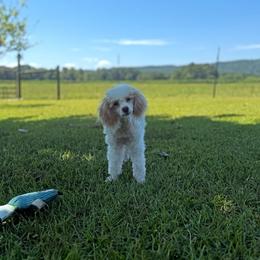 Ariel - Parti female Poodle puppy in Plainville, Georgia from Upper Echelon