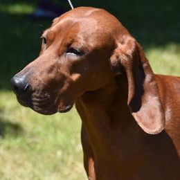 Redbone Coonhounds from Redleaf Coonhounds