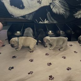 French Bulldog Puppies from Orderofthebulldogs, LLC