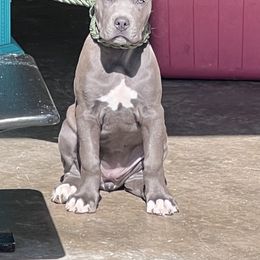 Cane Corso Puppies from Venom Cane Corsos