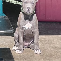 Cane Corso Puppies from Venom Cane Corsos