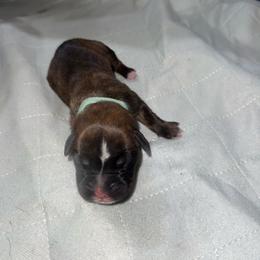Teal Collar - Brindle female Boxer puppy in Merritt Island, Florida from Nate & Julia’s Boxers