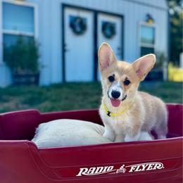 Lulu's Yellow Girl - Red female Pembroke Welsh Corgi puppy in Vilonia, Arkansas from Lucky Pups Corgis