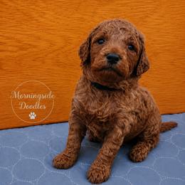 Pick number 1 of males - Red male Irish Doodle puppy in Madison, Wisconsin from Morningside Doodles