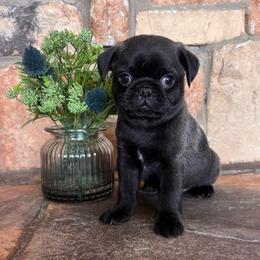 Red collar - Silver male Pug puppy in Tucson, Arizona from Furever Friends