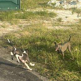 Italian Greyhound Puppies from Fisher Link