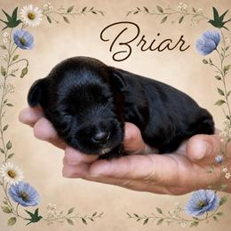 Briar - Black male Miniature Schnauzer puppy in Pendleton, South Carolina from Lap Happy Schnauzers