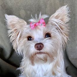 Kacey - Yorkshire Terrier