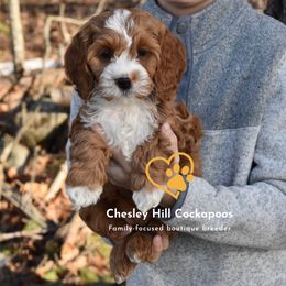 Cockapoo Puppies from Chesley Hill Cockapoos