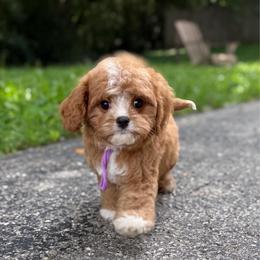 Purple girl - Red female Cavapoo puppy in Waukesha, Wisconsin from Bernedoodle Boutique (and Cavapoos)