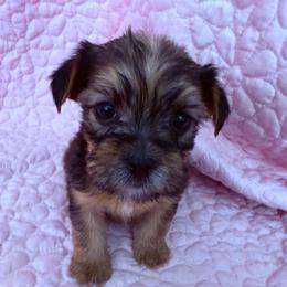 Cocoa - Black and tan female Shorkie puppy in Florida from Shih tzus and Shorkies Galore