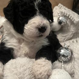 Candy - Parti female Goldendoodle puppy in Waterloo, Illinois from Dreamy Doodles