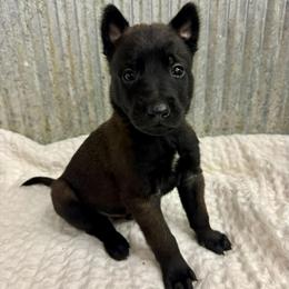 Brown Collar - Black sable male Belgian Malinois puppy in Muskegon, Michigan from Red Acres Working Line K9s