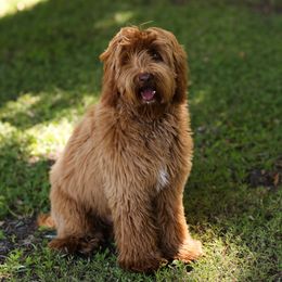Buster - Australian Labradoodle