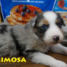 Mimosa - Blue merle female Australian Shepherd puppy in Burbank, South Dakota from Dakota Rose Aussies