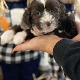 Australian Labradoodle Puppies from All Star Breeders of Labradoodles
