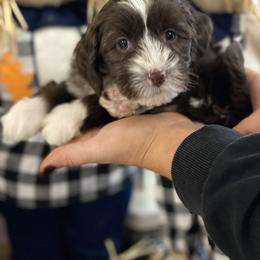 Australian Labradoodle Puppies from All Star Breeders of Labradoodles