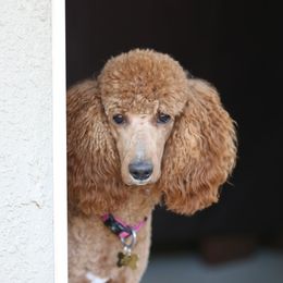 Poodles from NorCal Poodles