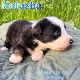 Natasha - Black tri-color female Australian Shepherd puppy in Abilene, Texas from S&K Aussies N' Rotties