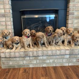 Goldendoodle Puppies from Prairie Doodle Dogs