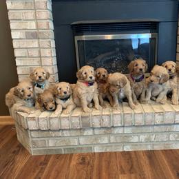 Goldendoodle Puppies from Prairie Doodle Dogs