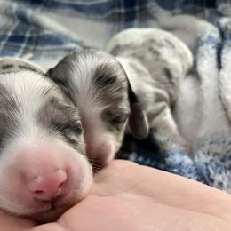 Beans - Dapple male Dachshund puppy in Brooksville, Florida from Dip N Doxies