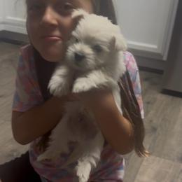 Yellow - White male West Highland White Terrier puppy in Bessemer City, North Carolina from JJs Puppies of the Carolinas