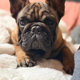 Primrose - Fawn female French Bulldog puppy in Victorville, California from Elegancia Vintage Xoloitzcuintle