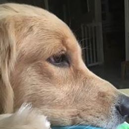 Aurora - Golden Retriever