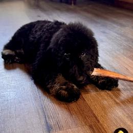 River - Phantom male Bernedoodle puppy in Yarnell, Arizona from Boulder Mountain Doodles