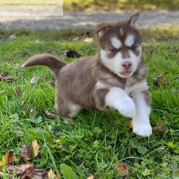 Siberian Husky Puppies from Wyant Farms