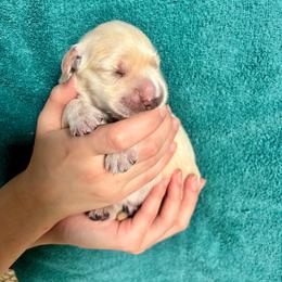 Girl 2 - Light golden female Golden Retriever puppy in Howell Township, New Jersey from Hunnypot Goldens