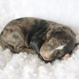 Caddie - male Australian Mountain Doodle puppy in Crete, Nebraska from Doodles & Co