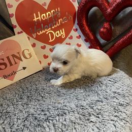 Appie - White female Morkie puppy in Taylorsville, North Carolina from Mountain Top Hot Tailz