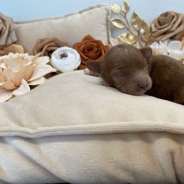 Maryanne - Red female Cavapoo puppy in South Jordan, Utah from Lady Paws Puppies - Cassie