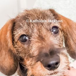 Dachshunds from Tiny Teckels Miniature Dachshunds