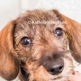 Dachshunds from Tiny Teckels Miniature Dachshunds