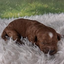 Girl 2 - female Cavapoo puppy in Centerton, Arkansas from Velvet Paws Cavapoos