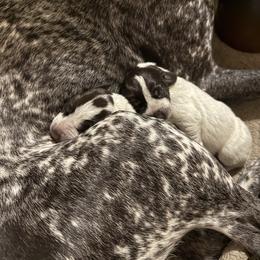 Boy 1 - Liver roan male German Shorthaired Pointer puppy in Bryan, Texas from Ehrenvogel and Bessdach Kennels