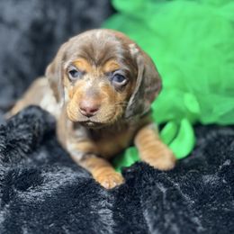 Girl 1 - Dapple Dachshund puppy in California from JnA Dachshunds