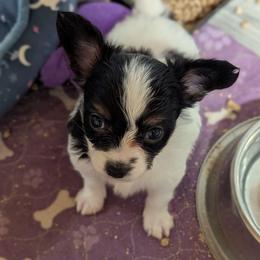 Titus - White black and tan male Papillon puppy in Joshua, Texas from Summertime Kennels