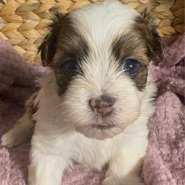 Billy - White male Havanese puppy in Clermont, Florida from Country Sweet Havanese and Creative Coaching