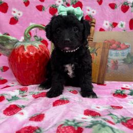 Ocean - Black female Poodle puppy in Corbin, Kentucky from Lightning K Kanine’s