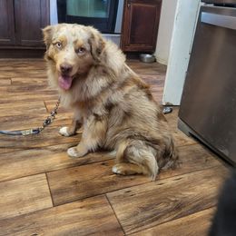 Rango - Miniature Australian Shepherd