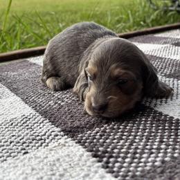 Blue and cream - Blue and cream male Dachshund puppy in Crestview, Florida from Neverending Dachies
