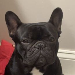 Cosmo - French Bulldog