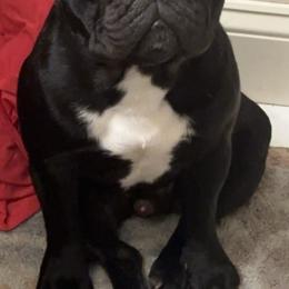 Cosmo - French Bulldog