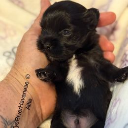 Alfie - Black and white male Havanese puppy in Lovingston, Virginia from Tye River Havanese